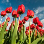 Tulipany - Holandia