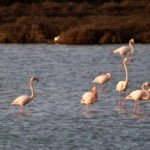 Flamingi Francja region Camargue Canal du Midi