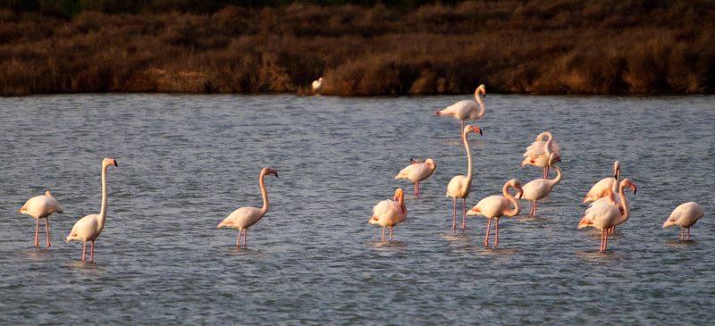 Flamingi Francja region Camargue Canal du Midi