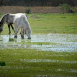 Konie z Camargue Canal du Midi