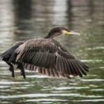 Pętla Żuławska kormoran wakcje barka