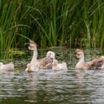 Pętla Żuławska flora i fauna