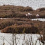 Rozlewiska Camargue wakacje na barce flamingi