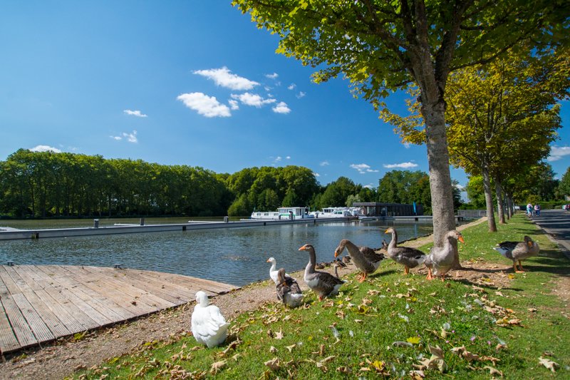 Port w Briare z gęśmi